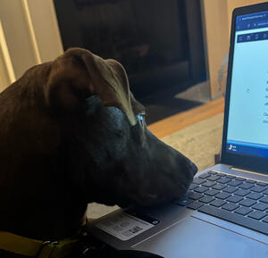 Social Media Manager